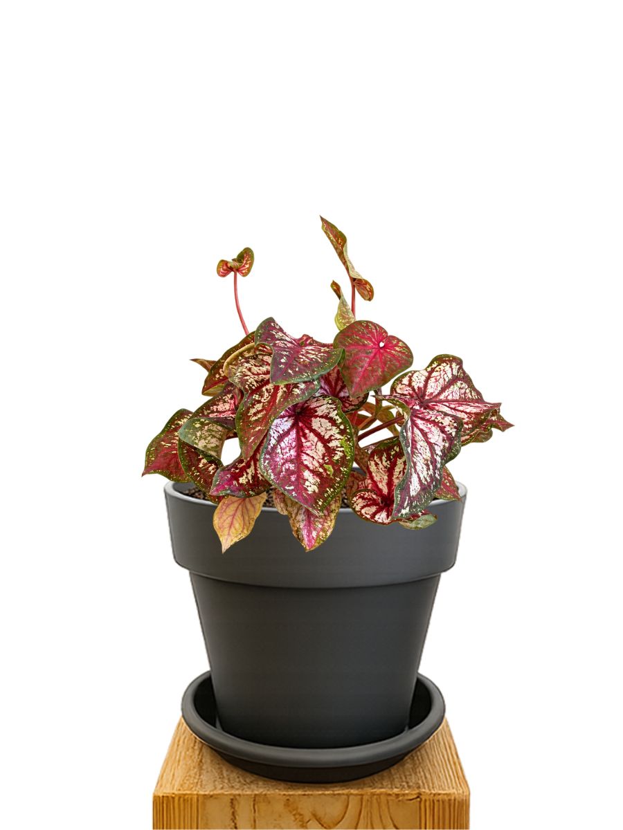 Plant kit 20 Anthracite